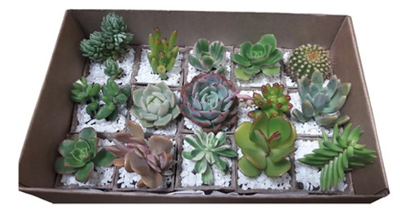 12 Plantas Suculentas Y Cactus En Macetas Biodegradables 0 12 Plantas Suculentas Y Cactus En Macetas Biodegradables 0