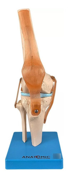 Modelo Anatômico Articulação Joelho Com Ligamentos Anatomic 0