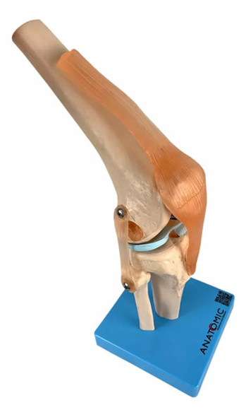 Modelo Anatômico Articulação Joelho Com Ligamentos Anatomic 1