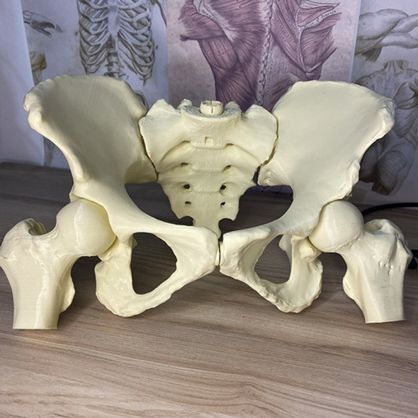 Pelvis Femenina Tamaño Real Con Imanes 0