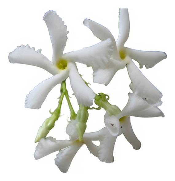 Jazmin De Leche - Enredadera - Hermosa - E.g.cabay Gba 0