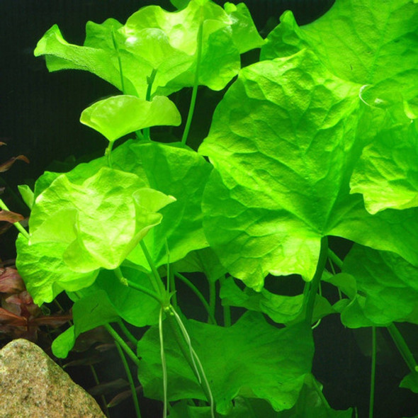 Nymphoides Sp Taiwan + 3 Variedades 0