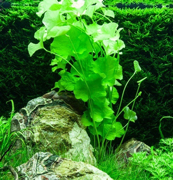 Nymphoides Sp Taiwan + 3 Variedades 1