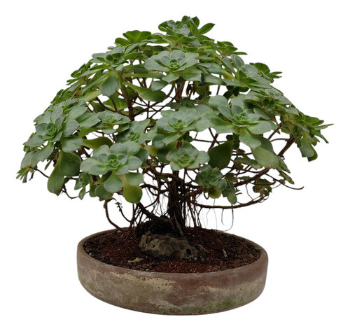 Bonsai De Aeonium 0