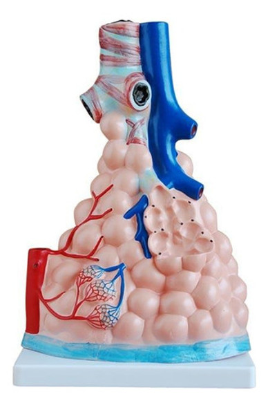 Modelo Ampliado De Alvéolos Pulmonares 0