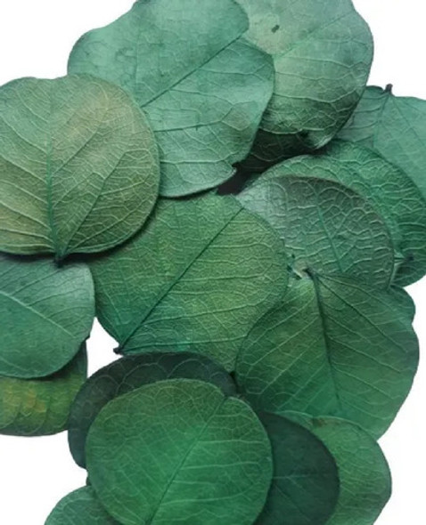 Folhas Moeda Secas Desidratadas Verde Escuro- 350 Folhas 0