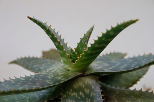 Aloe Vera 0