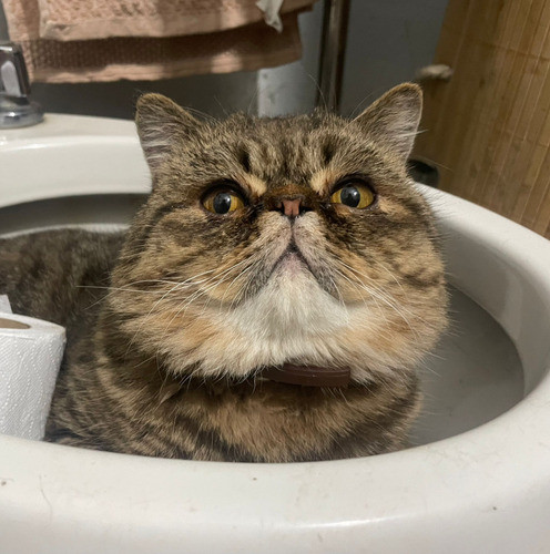 Gato Persa Exótico 0