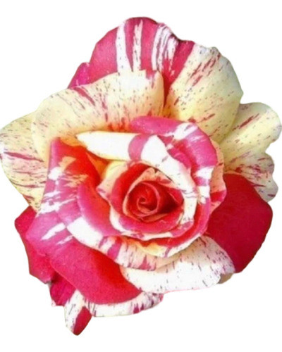 Plantas De Rosas A Raíz Desnuda 0