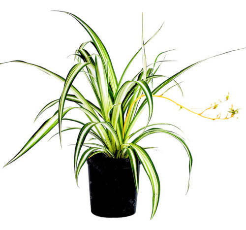 Planta Lazo De Amor - Ideal Jardines Decoración Int - Envios 0
