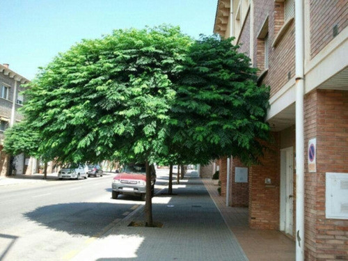 Paraiso Sombrilla Sombra Excelente - E.caba Y Gba 1