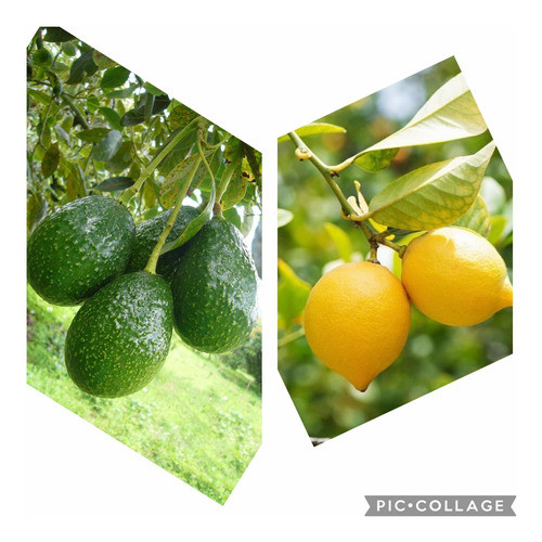 Combo X2: Palta Hass Enana + Limonero Eureka Enano (injert) 0