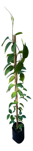 Planta Enredadera Duquesa De Orleans 0