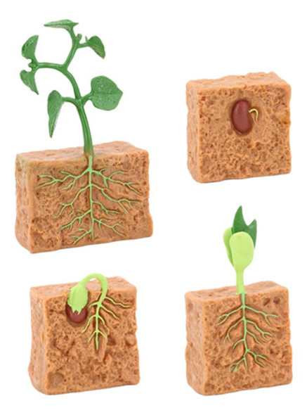 Ciclo De Vida De Plantas Verdes Cultivadas Em Fazendas 0 Ciclo De Vida De Plantas Verdes Cultivadas Em Fazendas 0
