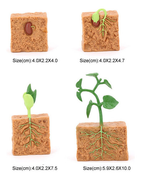 Ciclo De Vida De Plantas Verdes Cultivadas Em Fazendas 1 Ciclo De Vida De Plantas Verdes Cultivadas Em Fazendas 1