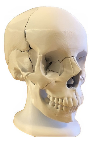 Cráneo Humano Para Anatomía Estudio Facultad Desarmable 0