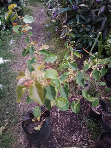 Planta De Santa Rita 1