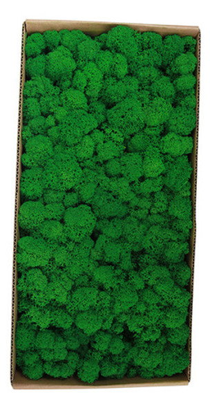 Widget Moss Preserved Party Real For Wall Wall Home Moss 0