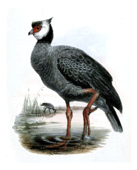 Chajá - Ilustración - Aves Del Uruguay - Lámina 45x30 Cm. 0