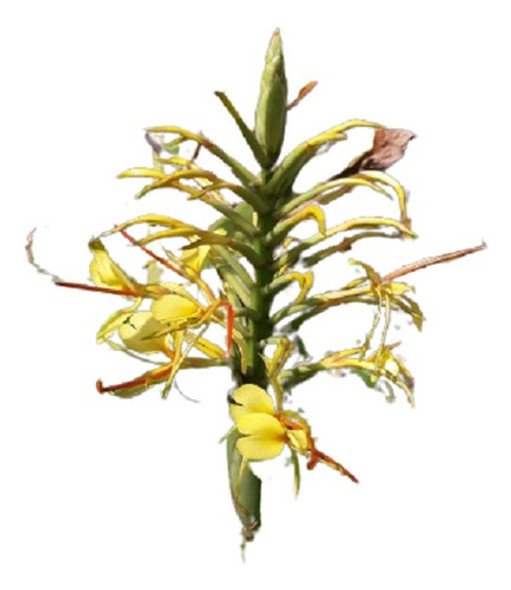 Jengibre Hawaiano Vivero Cielo Verde Orgánico 0 Jengibre Hawaiano Vivero Cielo Verde Orgánico 0