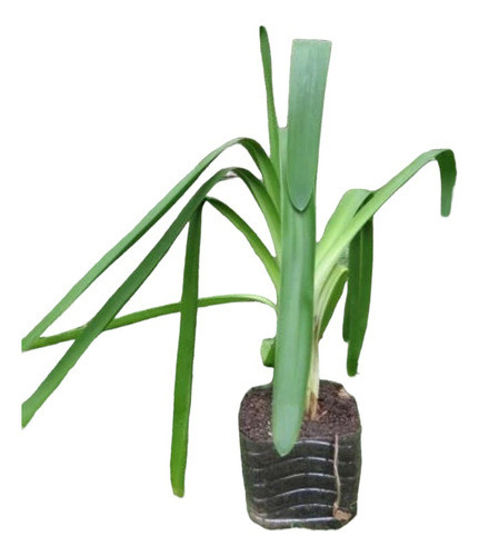 Planta Agapanto, Lirio Africano Color Azul Premium Orgánica 0