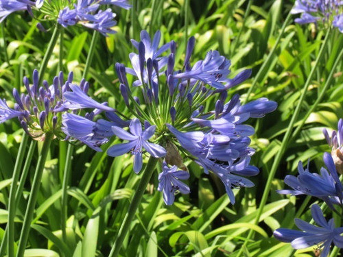 Planta Agapanto, Lirio Africano Color Azul Premium Orgánica 1