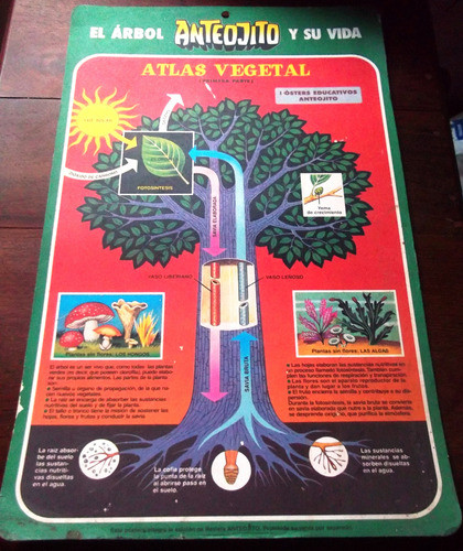 El Arbol Anteojito Antigua Lamina Educativa * La Plata 0
