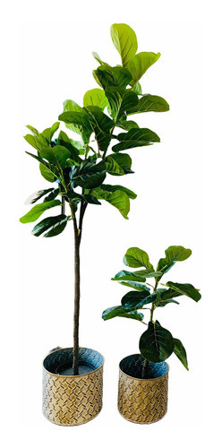 Planta Artificial Ficus Pandurata Set X 2 72 Y 150 Cms 0