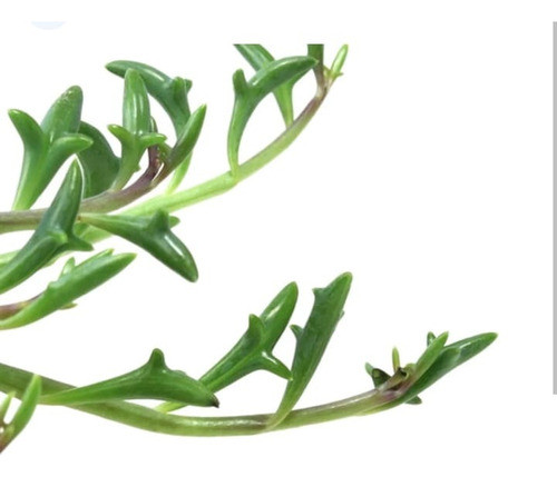Senecio Peregrinus Cadena Delfines Suculenta Colección N°10 0