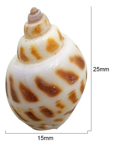 Aplique Concha Rofr.151889 35mm C/100gr Cru 1