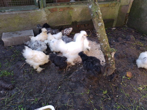 Sedosos Gallos 0