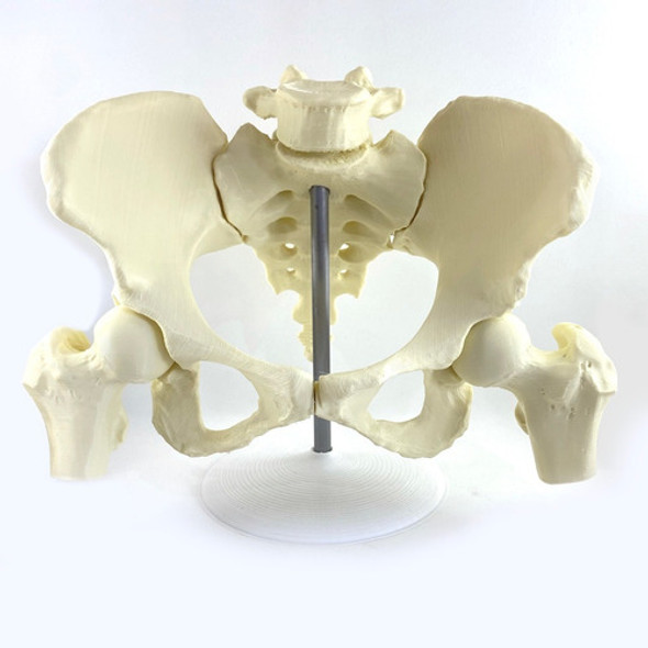 Maqueta Pelvis Femenina Tamaño Real Con Imanes Y Base 0