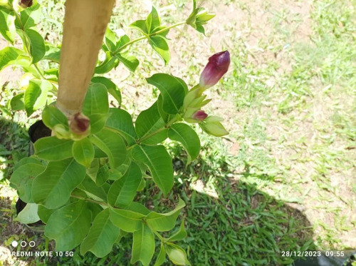 Planta Alamandra Envío Gratis 1