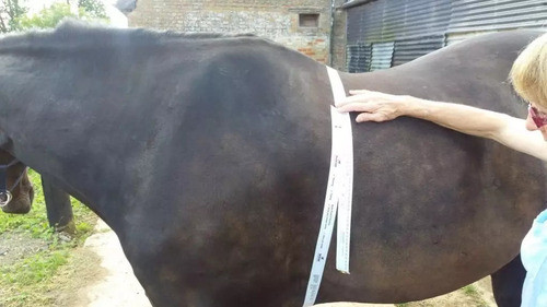 Fita Para Pesar E Medir Animal De Grande Porte Cavalo Gado 1