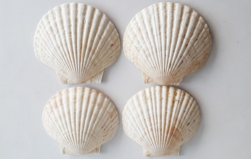 Tapa De Ostra De Gran Tamaño 13,7 Cm Platos Caviar Etc- C12 0