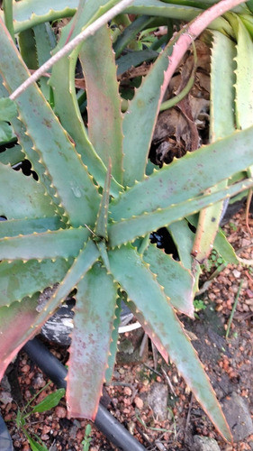 Aloe Arborescens Miller Arborencis Sabila 0