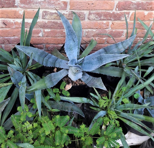 Agave Americana Azul Pita Sisal Vivero Cielo Verde Orgánico 1