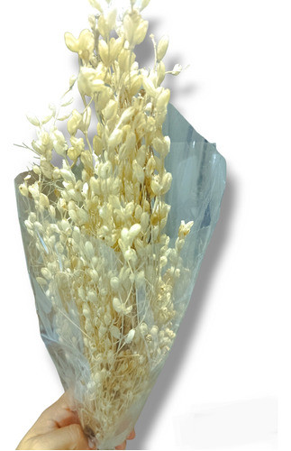 Ramo Farolito, Flor Seca, Decoraciones, Variados, Isiflor 0