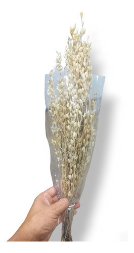 Ramo Farolito, Flor Seca, Decoraciones, Variados, Isiflor 1