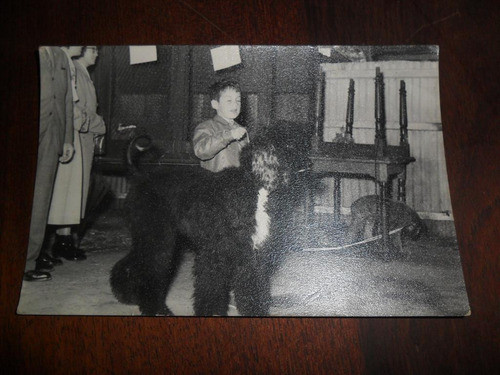 Antigua Foto Fotografia Niño Perro Galgo Afgano Canino Can 0