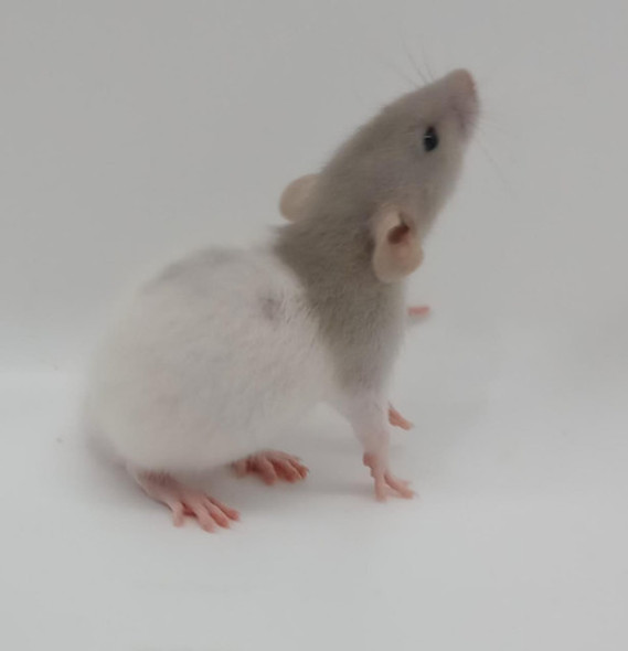 Rata Americana Dumbo Orejona Mascota De Criadero Cariñosas 0