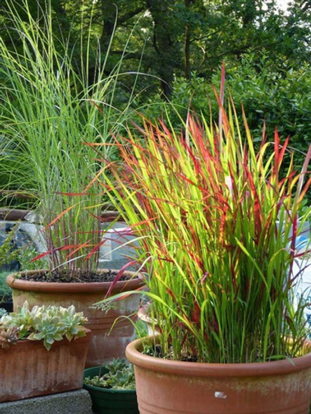 Imperata Cilindrica Graminea Punta Roja Decorativa 0 Imperata Cilindrica Graminea Punta Roja Decorativa 0