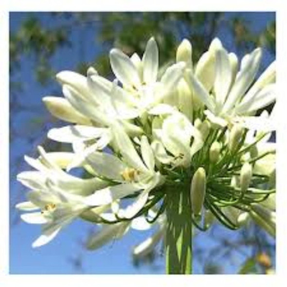 Agapanthus Africanus - Muy Lindo - Entrega Amba 1 Agapanthus Africanus - Muy Lindo - Entrega Amba 1