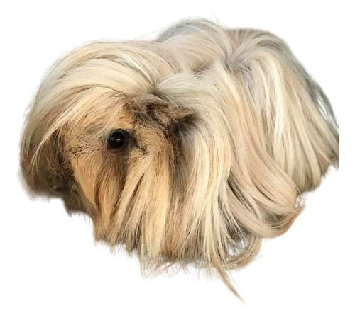 Cobayos Pelo Largo 0