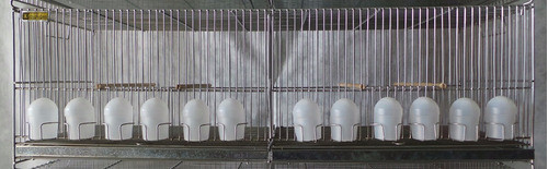 Voladora Liviana 100x30x30cm 12 Com. 1 Div. Jaulas Lopardo 1