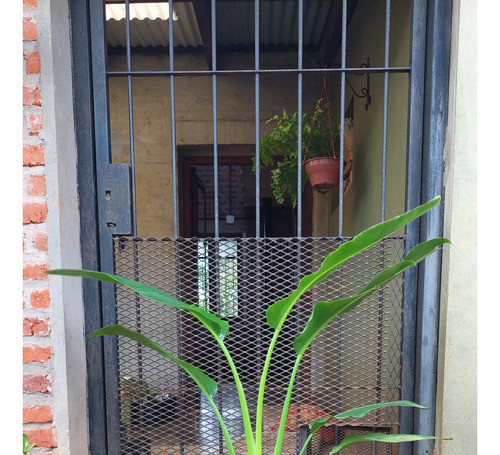 Ravenala Madagascariensis Árbol Del Viajero 1