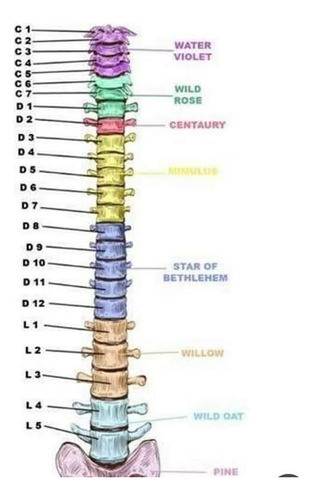 Sesión Online Terapia Floral  Bach 0