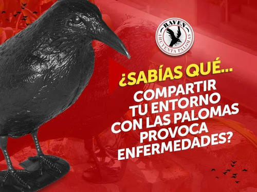 Cuervo Ahuyenta Espanta Palomas Raven Original X 5 Unidades 1