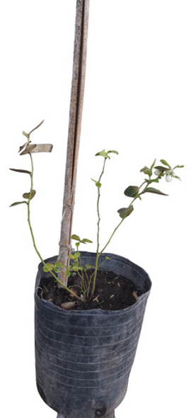 Combo= Arrayan -  6 Eugenias - Acacia Bayleiana 0 Combo= Arrayan -  6 Eugenias - Acacia Bayleiana 0