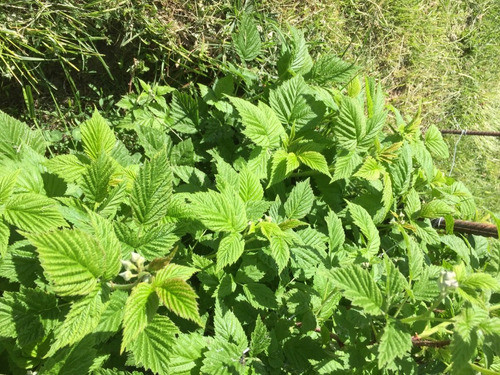 Hojas Deshidratadas De Frambuesa A Granel X 500g 1